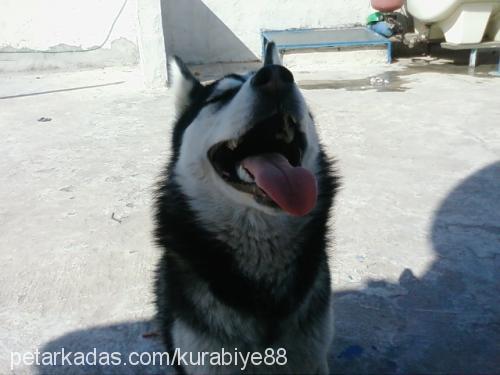 maya Dişi Sibirya Kurdu (Husky)