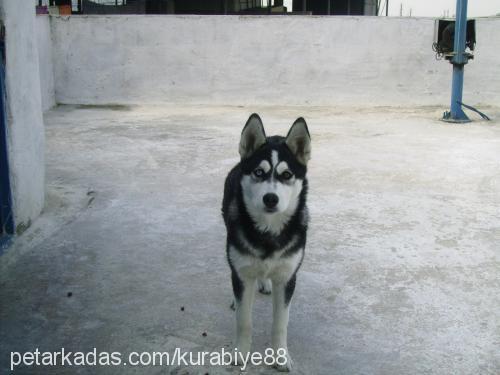 maya Dişi Sibirya Kurdu (Husky)