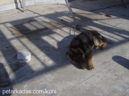 kont Erkek Alman Çoban Köpeği