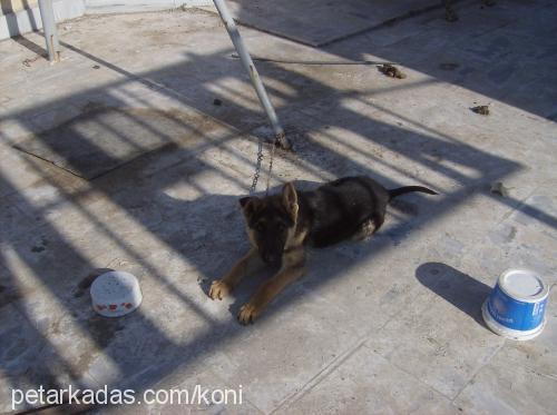 kont Erkek Alman Çoban Köpeği