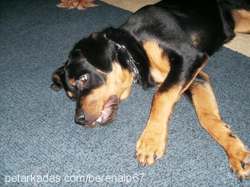 baron Erkek Rottweiler