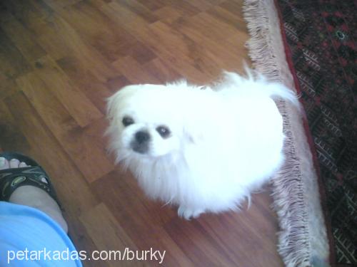 yukİ Dişi Pekingese