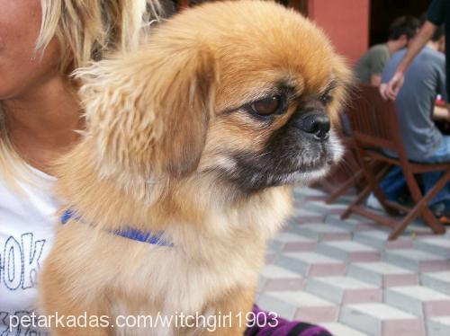 nina Dişi Pekingese