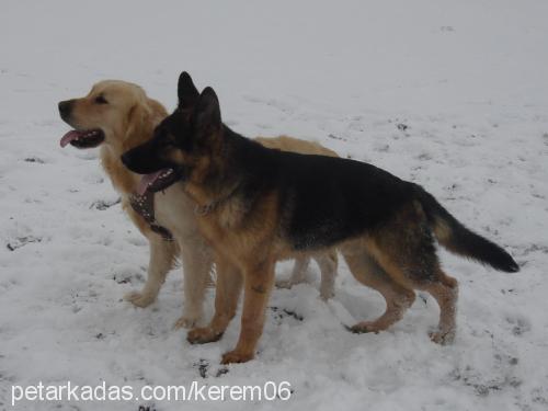 zorroatıkyokkkk Erkek Alman Çoban Köpeği