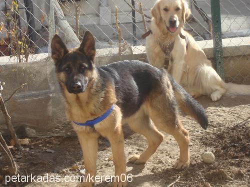 zorroatıkyokkkk Erkek Alman Çoban Köpeği