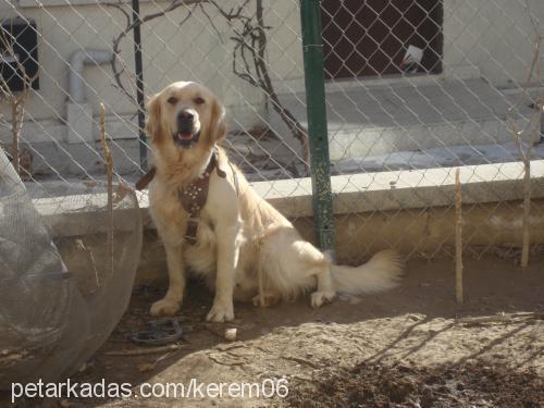 gizmo Erkek Golden Retriever