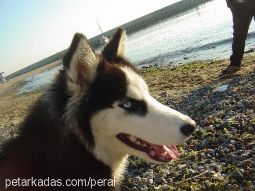 agatha Dişi Sibirya Kurdu (Husky)