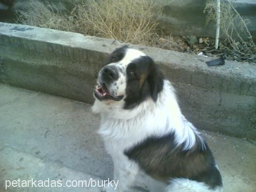 arİsto Erkek St. Bernard (Saint Bernard)