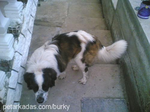 arİsto Erkek St. Bernard (Saint Bernard)