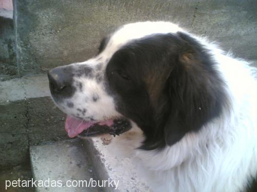 arİsto Erkek St. Bernard (Saint Bernard)