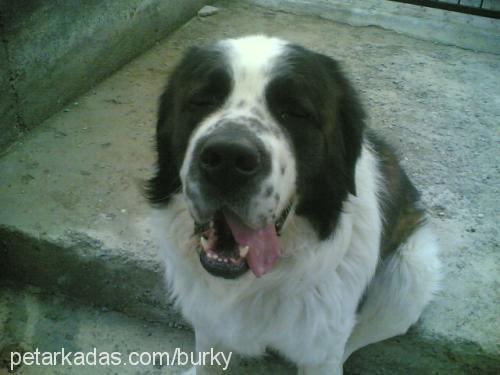 arİsto Erkek St. Bernard (Saint Bernard)