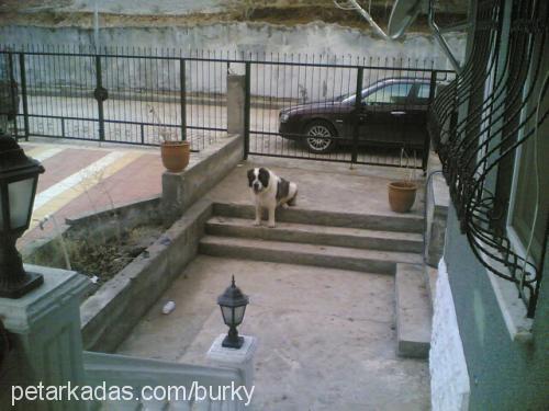 arİsto Erkek St. Bernard (Saint Bernard)