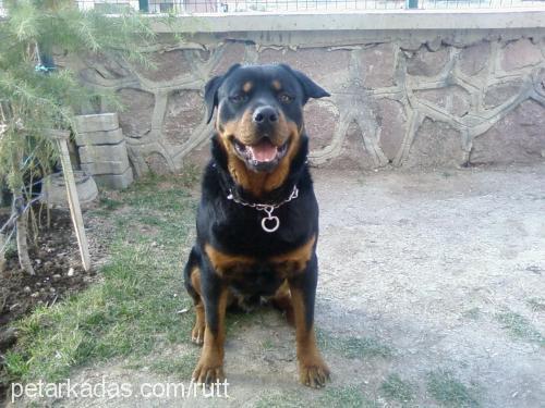 rutt Erkek Rottweiler