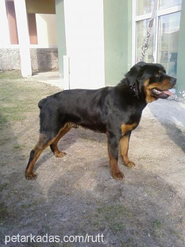 rutt Erkek Rottweiler