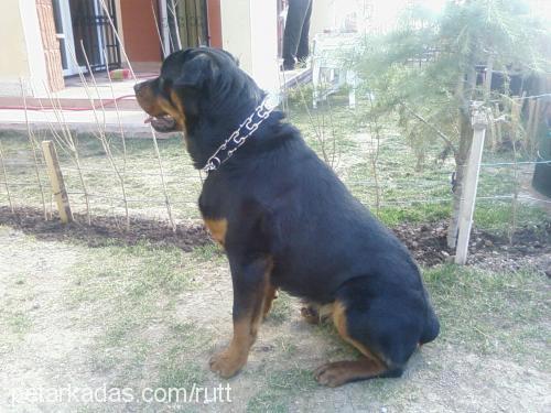 rutt Erkek Rottweiler