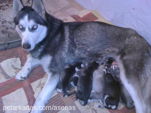 asena Dişi Sibirya Kurdu (Husky)