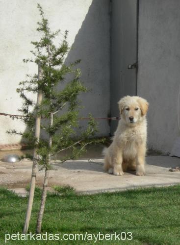 pamuk Erkek Golden Retriever