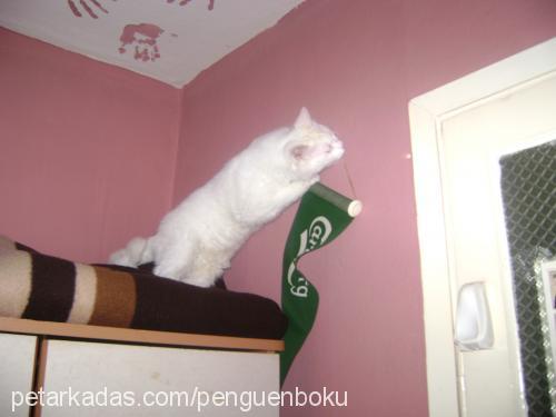 Şev-cat Erkek Van Kedisi