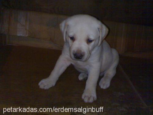 buff Erkek Labrador Retriever