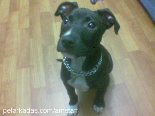 mex Erkek Amerikan Staffordshire Terrier