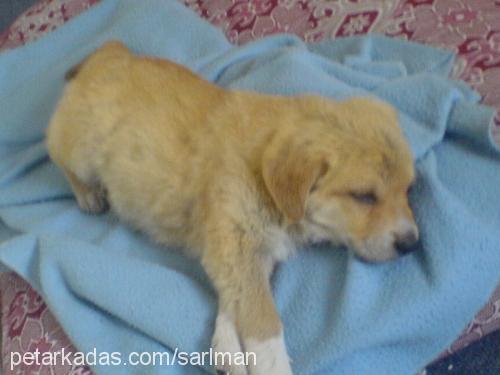 harbİ Erkek Golden Retriever