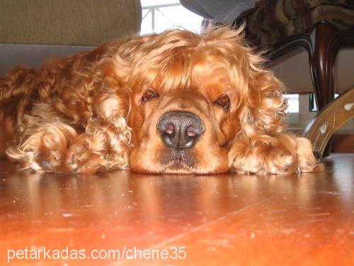 cherie Dişi İngiliz Cocker Spaniel