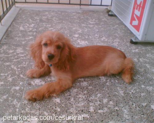 fındık Erkek Amerikan Cocker Spaniel