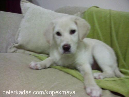 maya Dişi Labrador Retriever