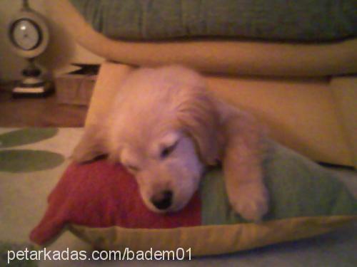 badem Dişi Golden Retriever