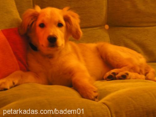 badem Dişi Golden Retriever