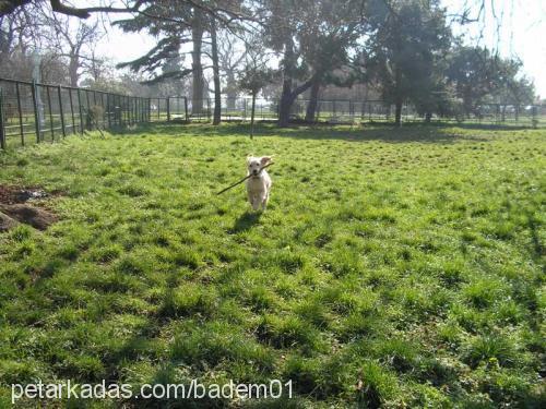 badem Dişi Golden Retriever