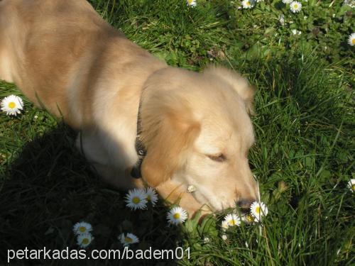 badem Dişi Golden Retriever