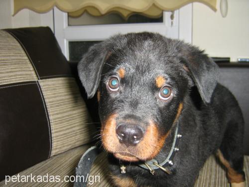 duman Erkek Rottweiler