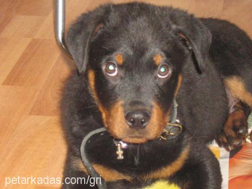 duman Erkek Rottweiler