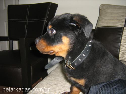 duman Erkek Rottweiler