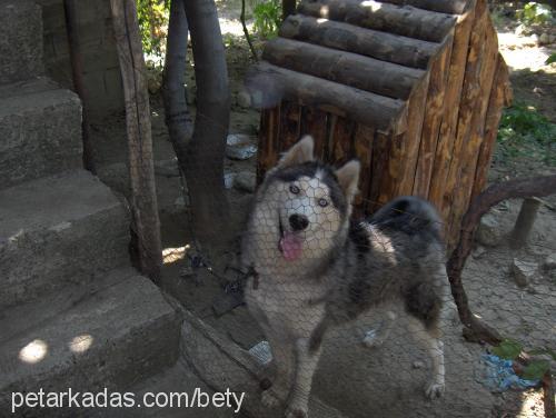 bety Dişi Sibirya Kurdu (Husky)