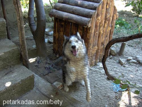 bety Dişi Sibirya Kurdu (Husky)