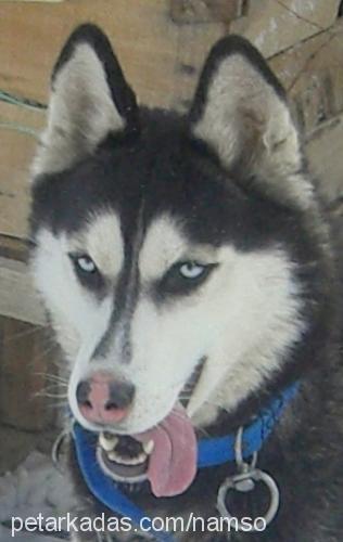 zeyna Dişi Sibirya Kurdu (Husky)