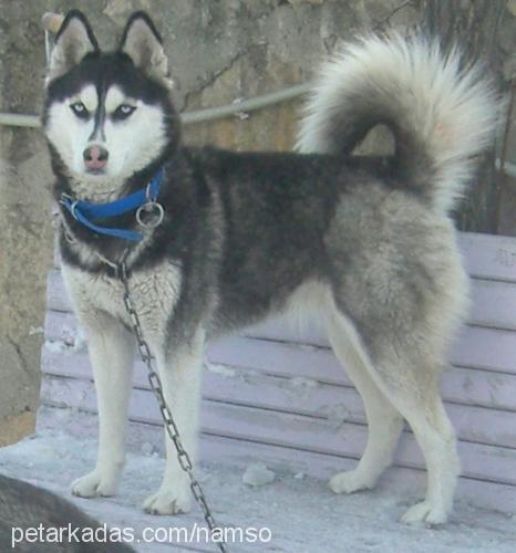 zeyna Dişi Sibirya Kurdu (Husky)