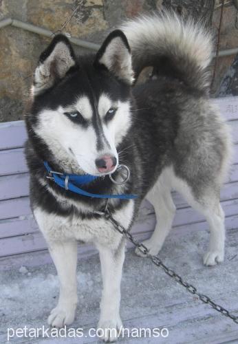 zeyna Dişi Sibirya Kurdu (Husky)