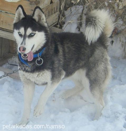 zeyna Dişi Sibirya Kurdu (Husky)