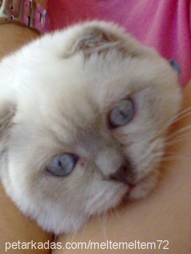 mercan Erkek Scottish Fold