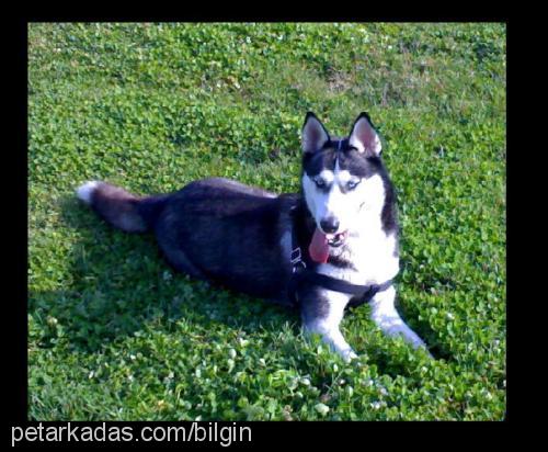 zeyna Dişi Sibirya Kurdu (Husky)