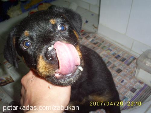 gÖlge Erkek Rottweiler