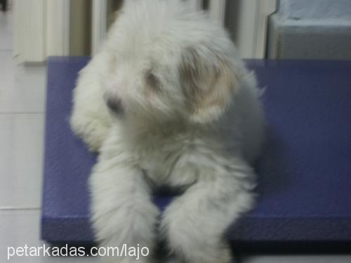 sacha Dişi Old English Sheepdog