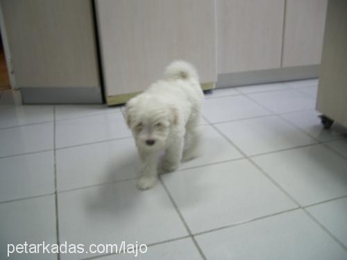 sacha Dişi Old English Sheepdog