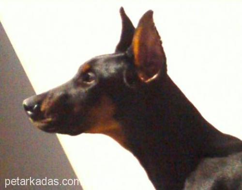 misha Erkek Doberman Pinscher