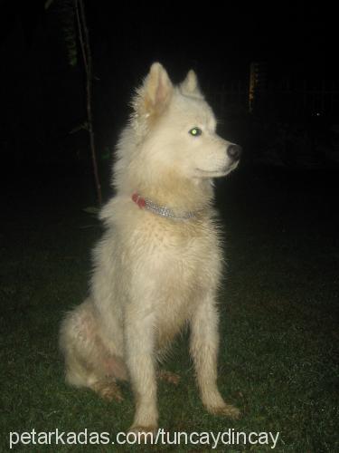 Şaki Erkek Samoyed