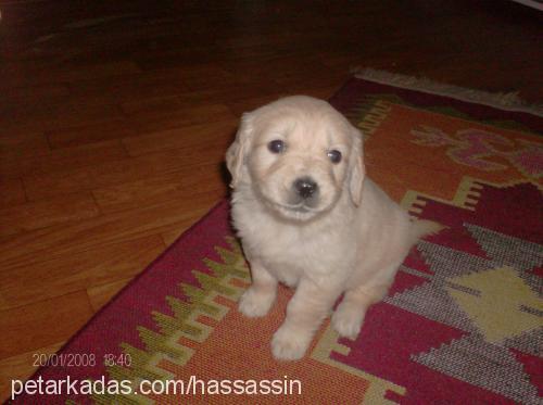 tarçın Dişi Golden Retriever