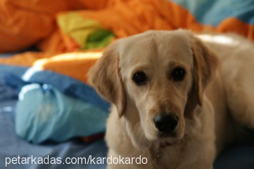 ajda Dişi Golden Retriever